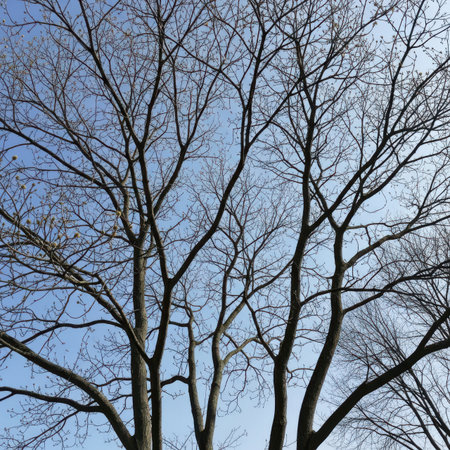 Tree branches without leaves against the blue sky. Tree branches without leaves.の素材