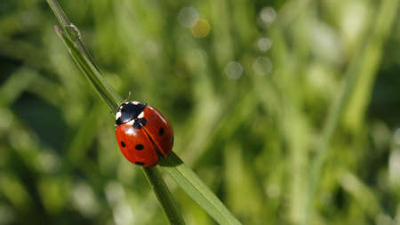 Picture of Ladybug in the grass during summer