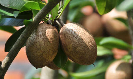 Sapodilla fruit ready to be picked in the gardenの写真素材