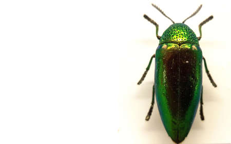 Vivid and fabulous jewel beetles actually use their colours for camouflage