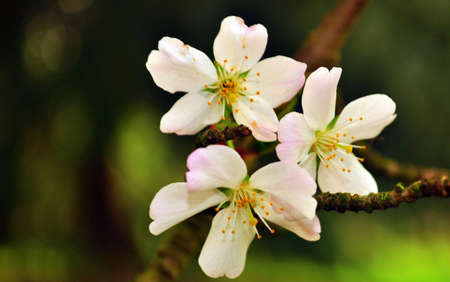 Beautiful colorful flower blooming in the gardenの写真素材