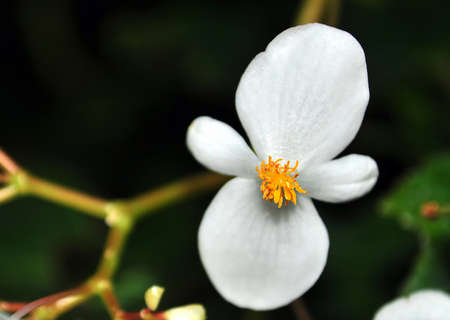 Beautiful close up of white orchid flower blooming in the garden
