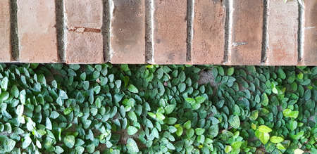 green climbing fig plant or ficus pumila moraceae on the wall best used as backgroundの写真素材