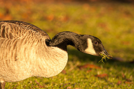 beautiful goose and swan on blue lake water in sunny day during summer, swans on pond, nature series in the park birmingham ukの写真素材