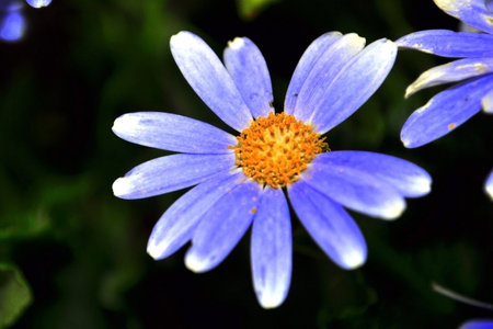 Swan River daisy or Compositae also known as Dainty blue flowers, Potted blue Pericallis, in the spring gardenの写真素材