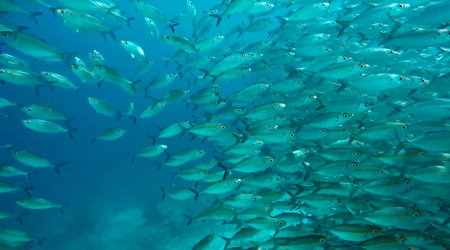group of fish or school of fish at the ocean swimming in group trying to escape from predator on blue backgroundの写真素材