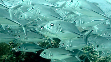 group of fish or school of fish at the ocean swimming in group trying to escape from predator on...