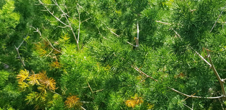 pine tree leaves, Fir tree lunch close up. Shallow focus. Brunch of fluffy fir trees close up....