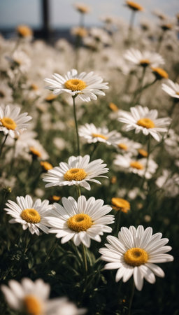 Beautiful Daisy flower or Bellis perennis L, or Compositae blooming in the park during sunlight of summer dayの素材
