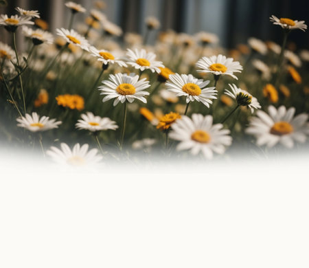 Beautiful copy space background with Daisy flower for content creations and multimedia content creativityの素材