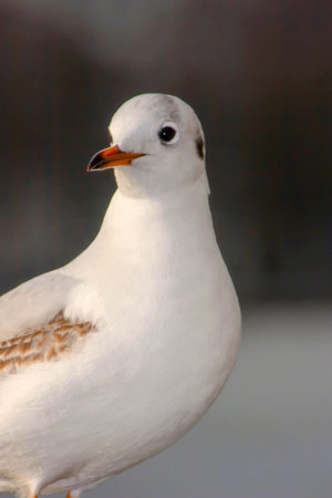 Seagull bird or seabird standing feet on the thames river bank in London, Close up view of white gray bird seagull, Wild seagull portrait on natural background, Sea gull bird animal closeup isolatedの写真素材