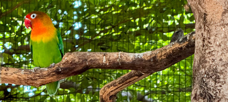 lovebirds are perched on a tree branch. This bird which is used as a symbol of true love has the...