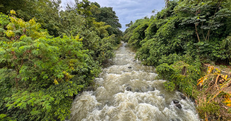 Natural river stream in Bogor tropical forest in Asia, beautiful scenery of water flowingの写真素材