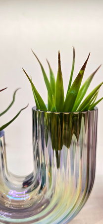 Beautiful decoration Plant in small pot. Green plant in small pot placed as room decorations and interior decor. for content backgroundsの写真素材