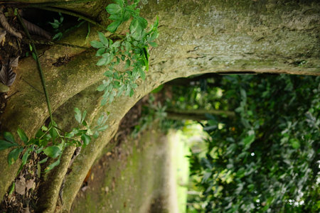 Rain forest in South East Asia, damp and wet spooky forest full of trees and vegetationの写真素材