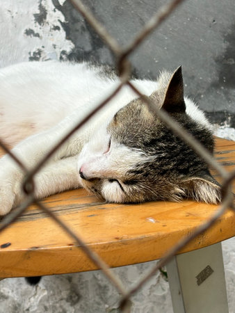 beautiful cute street cat with fluffy fur, a stray cat in the street of Asian country, plenty of...
