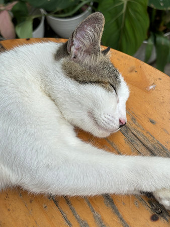 beautiful cute street cat with fluffy fur, a stray cat in the street of Asian country, plenty of cats without ownership in Asiaの写真素材