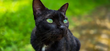 beautiful cute black cat in a field of grass, street cat with fluffy fur, a stray cat in the street of Asian country good for multimedia content creationの写真素材