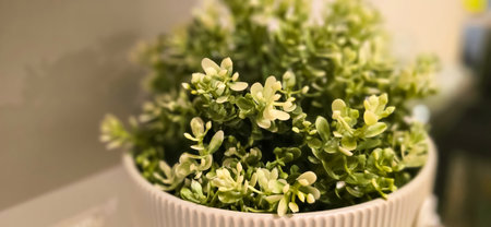 Beautiful interior room decoration Plant in small pot, Green plant in small pot placed as room or...
