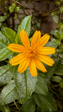 Wedelia or Sphagneticola trilobata belongs to the order Asterales, family Asteraceae. Wedelia is a wild flower plant that lives in tropical climates, usually found in plantation areas and rice fields yellow flowerの写真素材