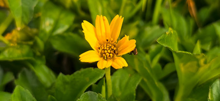 Wedelia or Sphagneticola trilobata belongs to the order Asterales, family Asteraceae. Wedelia is a...