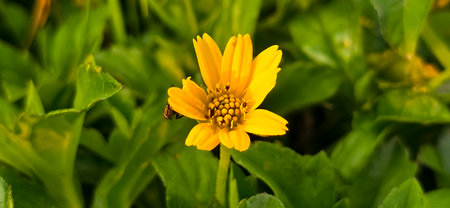 Wedelia or Sphagneticola trilobata belongs to the order Asterales, family Asteraceae. Wedelia is a...