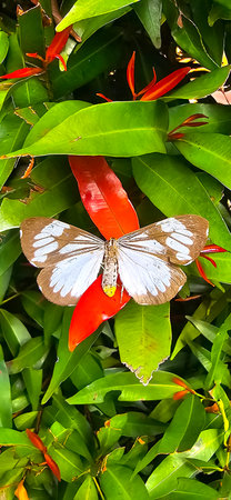 Beautiful butterfly in green and flowers with soft focus, in spring on green background, macro, amazing elegant artistic image beauty nature good for multimedia backgroundの写真素材