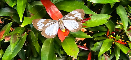 Beautiful butterfly in green and flowers with soft focus, in spring on green background, macro, amazing elegant artistic image beauty nature good for multimedia backgroundの写真素材