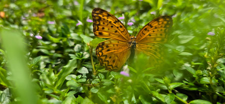 Beautiful butterfly in green and flowers with soft focus, in spring on green background, macro, amazing elegant artistic image beauty nature good for multimedia backgroundの写真素材