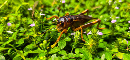 Close up house brown cricket insect or known as Acheta domestica in the green garden, perching on a blade of grass good for biology book or insect multimedia content creationの写真素材