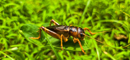 Close up house brown cricket insect or known as Acheta domestica in the green garden, perching on a blade of grass good for biology book or insect multimedia content creationの写真素材