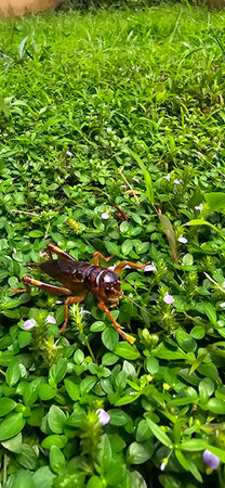 Close up house brown cricket insect or known as Acheta domestica in the green garden, perching on a...