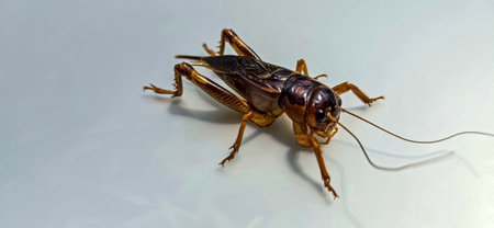Close up house brown cricket insect or known as Acheta domestica in the green garden, perching on a blade of grass good for biology book or insect multimedia content creationの写真素材