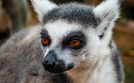 Ring tailed lemur (Lemur catta) is a large strepsirrhine primate known as maky, maki or hira...