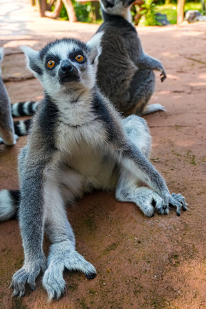 Ring tailed lemur (Lemur catta) is a large strepsirrhine primate known as maky, maki or hira...
