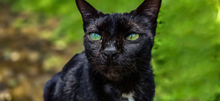 cute stray black cat in a field of grass, street cat with fluffy fur, a stray cat in the street of...