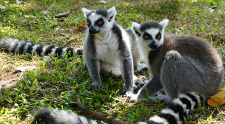 Ring tailed lemur (Lemur catta) is a large strepsirrhine primate known as maky, maki or hira Tsimanampetsotsa Nature Reserve, in Madagascar for animal catalogue or content creationの写真素材