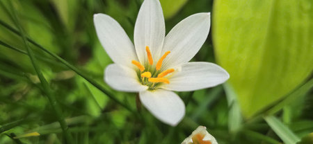 Zephyranthes candida white windflower, Peruvian swamp lily, autumn zephir lily, fairy lily good for...