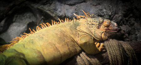 Iguana delicatissima or Iguana for short good for animal catalogue or multimedia content creation
