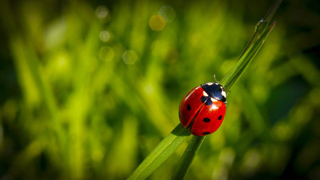 Beautiful red and black colored Lady beetle or lady bug or latin Harmonia axyridis on a green grass leaf in the beautiful morning light, good for multimedia content creationの写真素材
