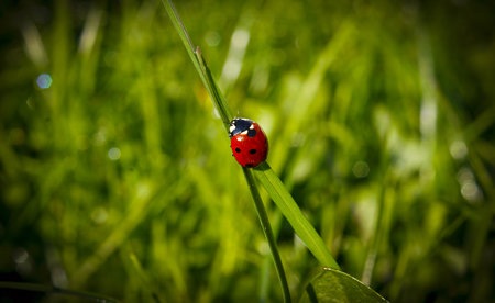 Beautiful red and black colored Lady beetle or lady bug or latin Harmonia axyridis on a green grass leaf in the beautiful morning light, good for multimedia content creationの写真素材