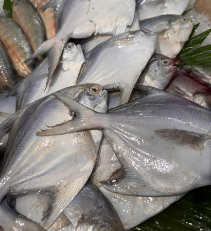 Pampus argenteus or white pomfret is a species of butterfish that lives in coastal waters off the...