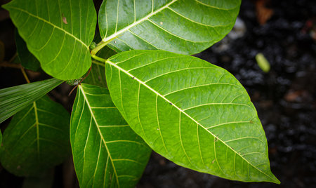 Fresh green tropical leaves or leaf backdrop, botanical and natural leaf theme wallpaper background good for natural multimedia content creationの写真素材