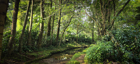 Rain forest trees and its environment fresh green color to refresh mind in South East Asia, damp and...