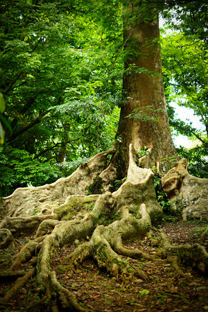 Rain forest trees and its environment fresh green color to refresh mind in South East Asia, damp and wet forest with green leaves, good for multimedia content creationの写真素材