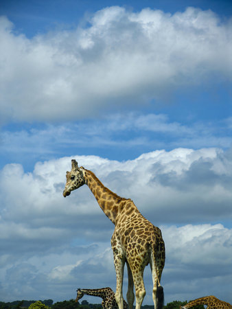 The Angolan giraffe or Giraffa angolensis or Giraffa camelopardalis angolensis or Giraffa giraffa angolensis, also known as the Namibian giraffe or smokey giraffe good for animal catalogue content creationの写真素材