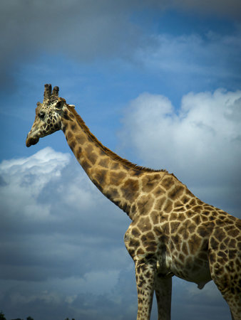 The Angolan giraffe or Giraffa angolensis or Giraffa camelopardalis angolensis or Giraffa giraffa angolensis, also known as the Namibian giraffe or smokey giraffe good for animal catalogue content creationの写真素材
