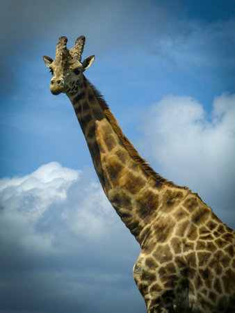 The Angolan giraffe or Giraffa angolensis or Giraffa camelopardalis angolensis or Giraffa giraffa angolensis, also known as the Namibian giraffe or smokey giraffe good for animal catalogue content creationの写真素材