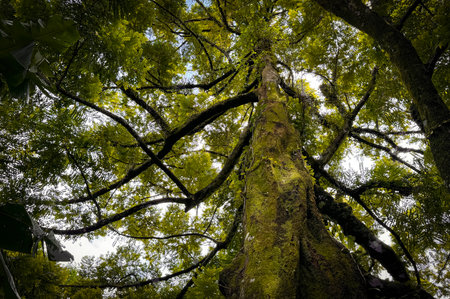 remarkable shape of tree and its environment fresh branches and twigs brown and green color to refresh mind, damp and wet forest with green leaves, good for multimedia content creationの写真素材