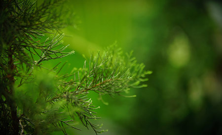 Fresh green tropical leaves or leaf backdrop, botanical and natural leaf theme wallpaper background...